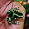 Poison Dart Frog