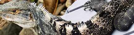 Iguana